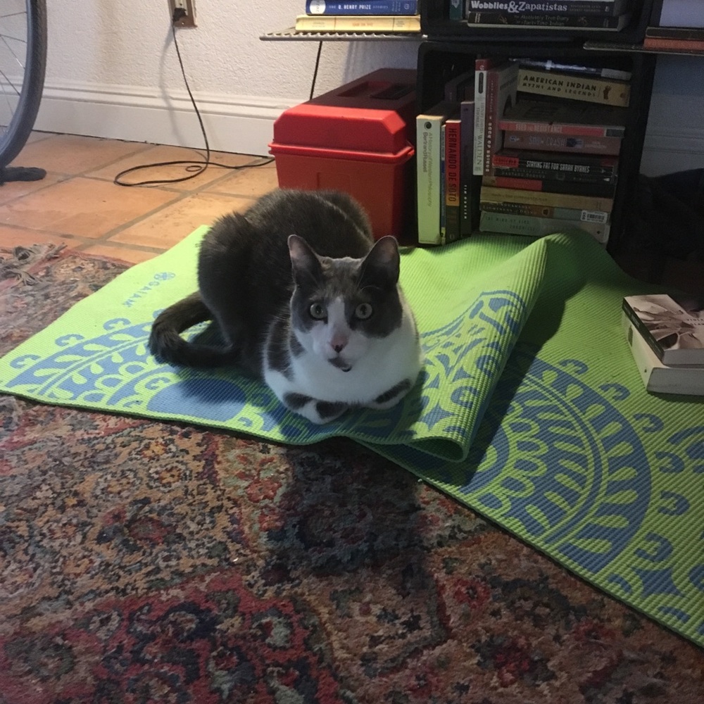 Meet your Posher, Diana